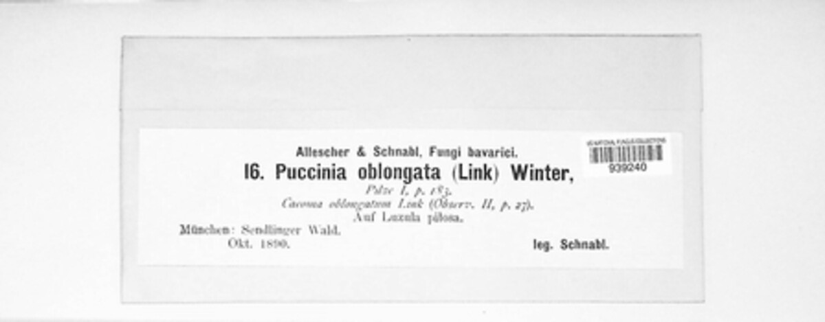 Puccinia oblongata image